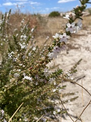 Myoporum brevipes
