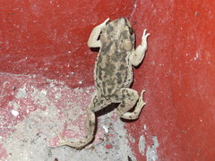 Rhinella spinulosa