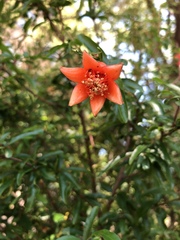 Punica