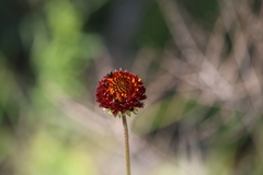Gaillardia suavis