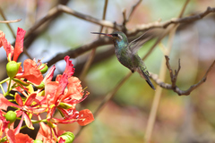 Cynanthus latirostris