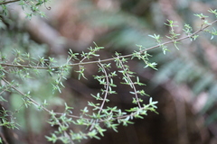 Coprosma microcarpa
