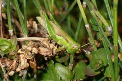 Pseudoxya