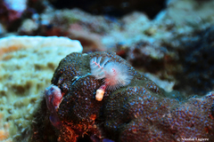 Spirobranchus corniculatus