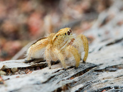 Pseudomogrus zhilgaensis