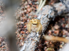 Pseudomogrus zhilgaensis