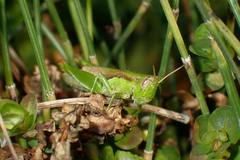 Pseudoxya
