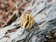 Pseudomogrus zhilgaensis