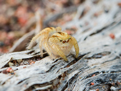 Pseudomogrus zhilgaensis