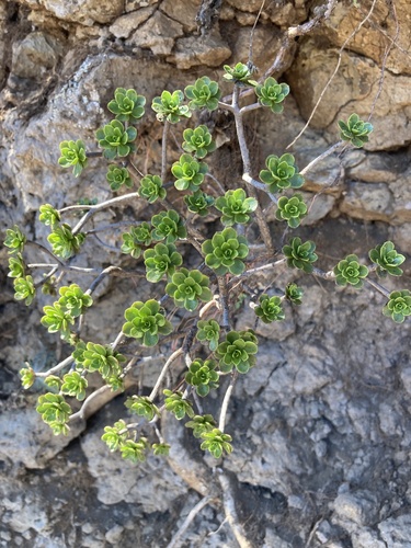 Aeonium spathulatum