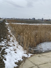 Phragmites australis