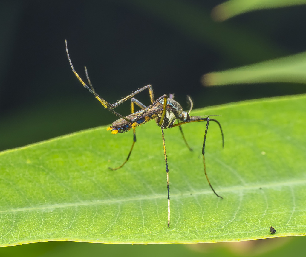 Toxorhynchites splendens from 香港仔郊野公園, 香港仔, HK on September 4, 2021 at ...