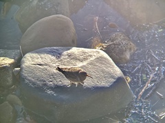 Calidris maritima