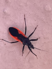 Archilestidium cinnabarinum