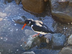 Haematopus ostralegus