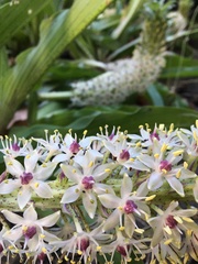 Eucomis comosa