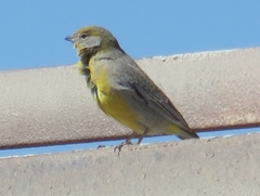 Sicalis uropygialis