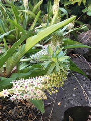 Eucomis comosa