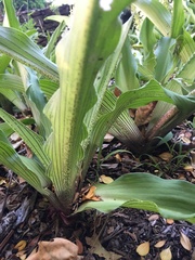 Eucomis comosa