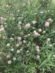 Trifolium vesiculosum