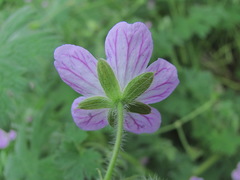 Geranium albanum