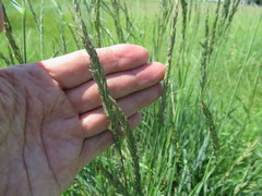 Leymus chinensis