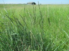 Leymus chinensis