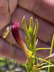 Cryptostylis hunteriana