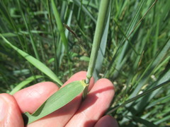 Leymus chinensis