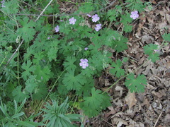 Geranium albanum