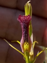 Cryptostylis hunteriana