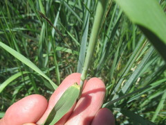 Leymus chinensis