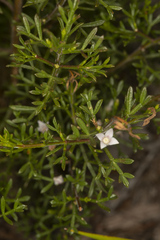 Cyanothamnus inflexus inflexus