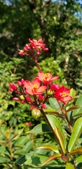 Jatropha integerrima