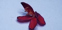 Jatropha integerrima