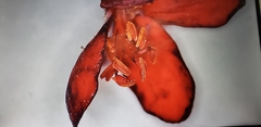 Jatropha integerrima