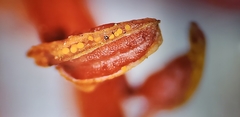 Jatropha integerrima