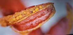 Jatropha integerrima