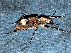 Chirotenon longimanus