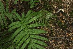Blechnum montanum