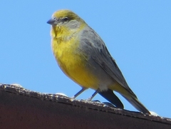 Sicalis uropygialis