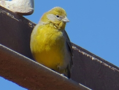 Sicalis uropygialis