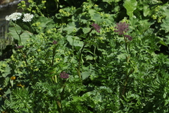 Selinum rhodopetalum