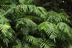 Blechnum montanum