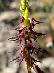 Genoplesium filiforme