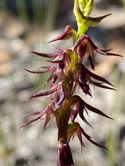 Genoplesium filiforme