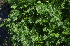 Selinum rhodopetalum