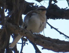 Mimus dorsalis