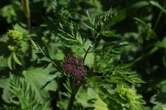 Selinum rhodopetalum