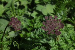 Selinum rhodopetalum